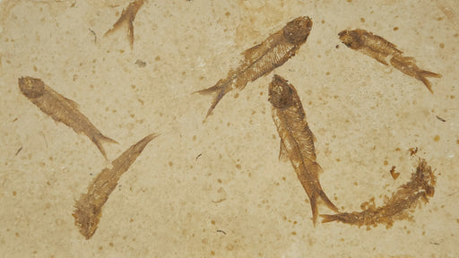 In Stone Fossils 