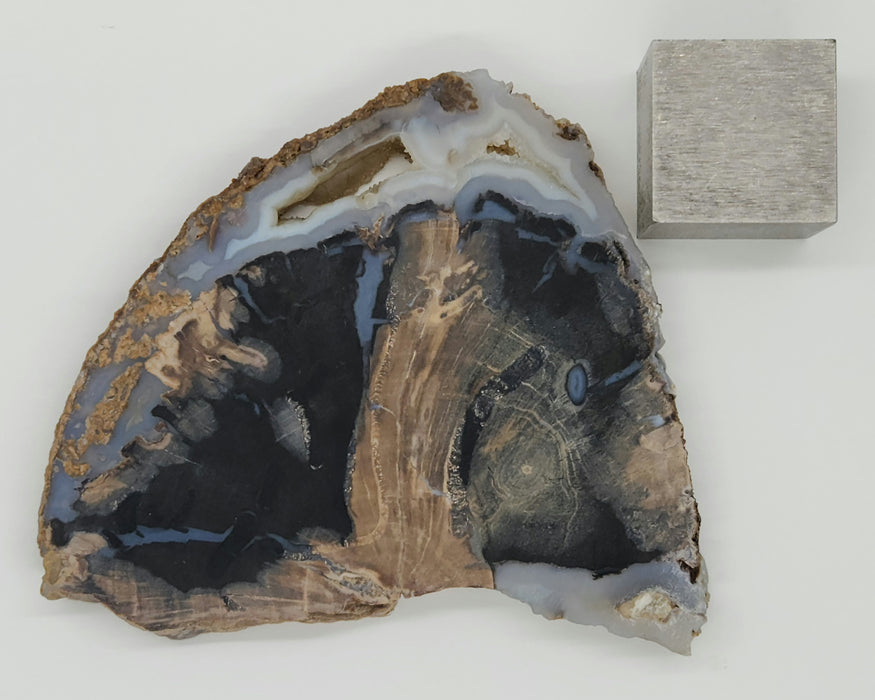 Blue Forest Unpolished Petrified Hardwood Slab | Eden Valley | Wyoming