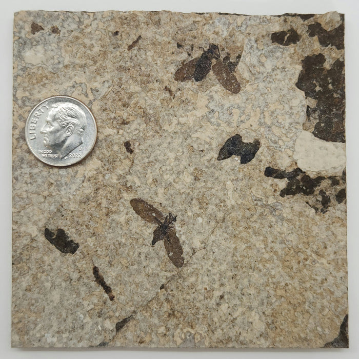 Double Plecia pealei (Love Bug or March Fly) | Eocene | Green River Formation