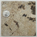 In Stone Fossils 