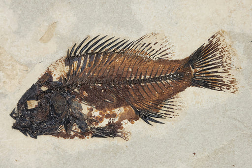 In Stone Fossils 