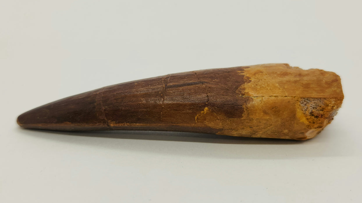 Spinosaurus Tooth | Cretaceous | Kem Kem Beds, Morocco