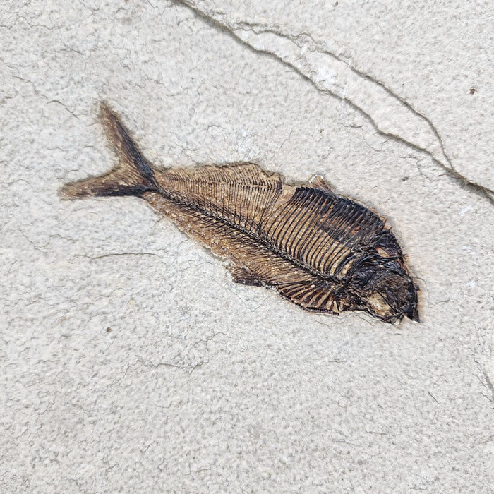Assorted Fossil Fish Plate | 100% Natural | Green River Formation | Wyoming