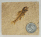 In Stone Fossils 
