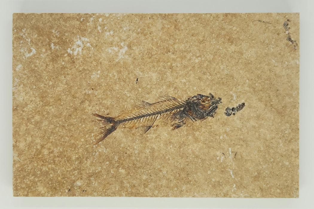 2.75" Mioplosus labracoides | 100% Natural | Green River Formation