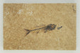 In Stone Fossils 