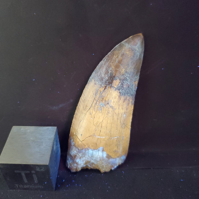 Serrated 3" Carcharodontosaurus Tooth | Late Cretaceous | Kem Kem Beds
