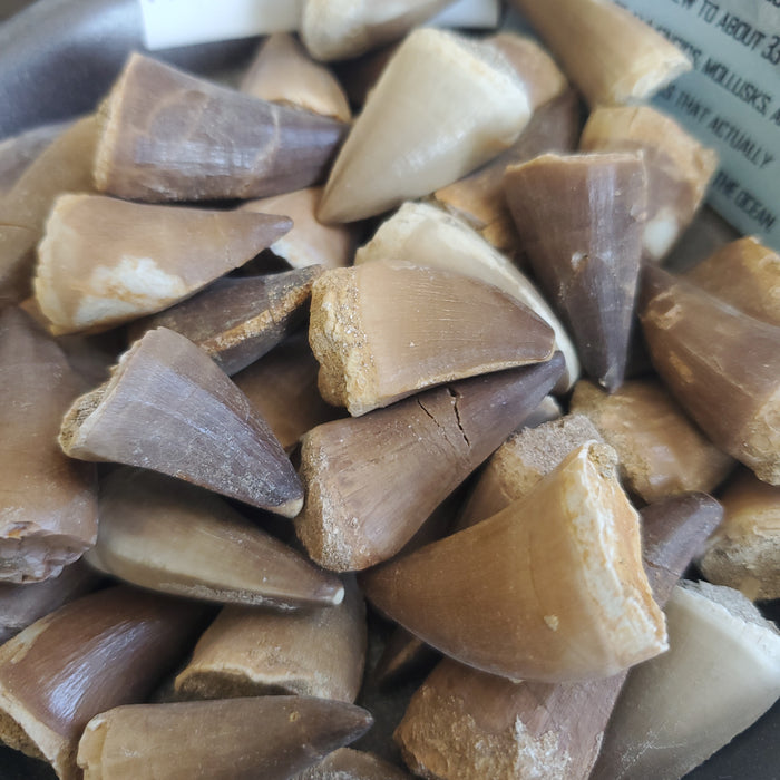 Mosasaur Teeth (loose) | Morocco