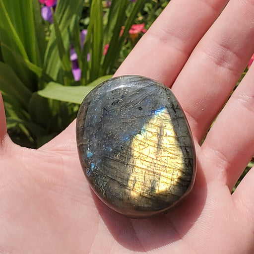 In Stone Fossils 
