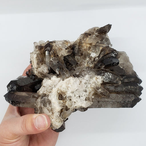 In Stone Fossils 