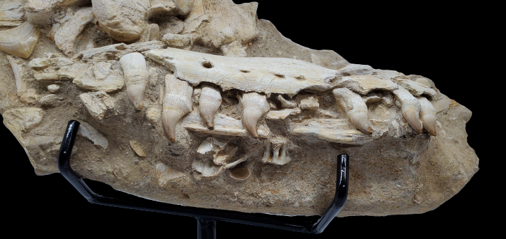 Authentic Halisaurus sp. | Cretaceous Mosasaur Jaw