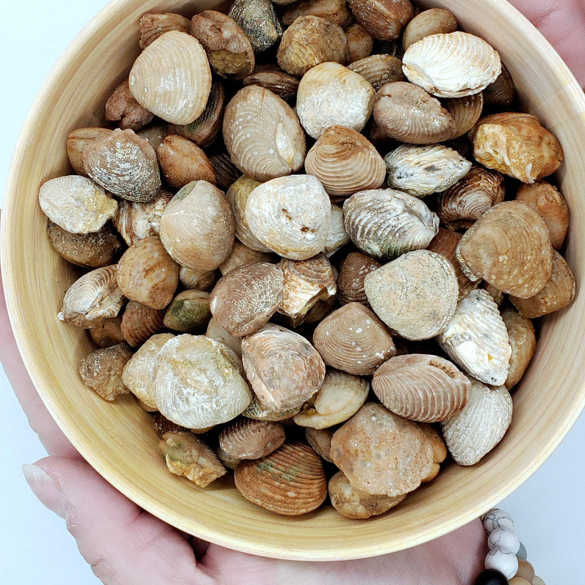 Fossil Bivalve Clam Shells 6009077629083