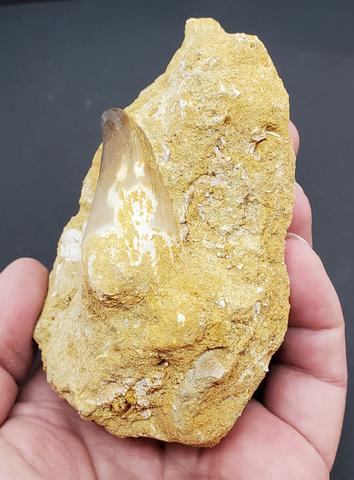 Huge Mosasaur Tooth in Matrix