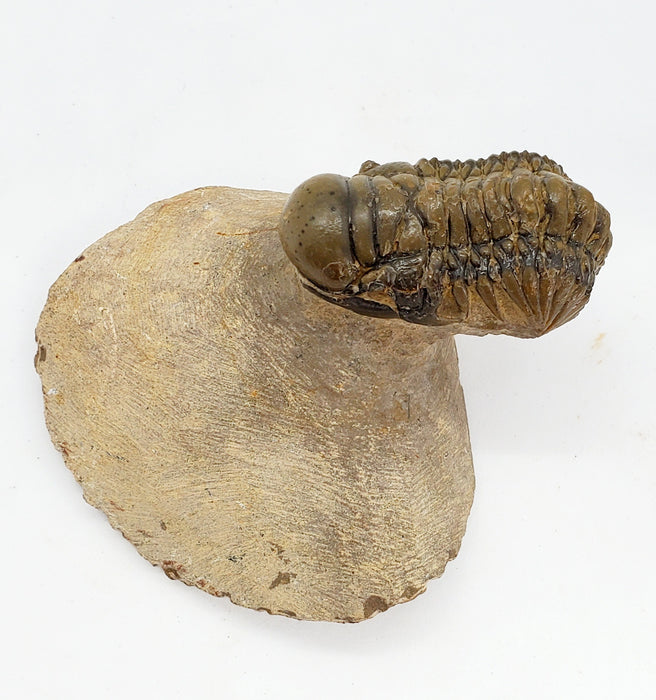 Crotalocephalus gibbus Trilobite