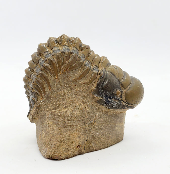 Crotalocephalus gibbus Trilobite