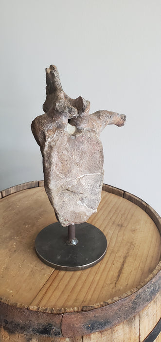 Hypracosaurus Herbivore Dinosaur Fossil Vertebra with Top Process & Transverse | Cretaceous | Two Medicine Formation, Montana