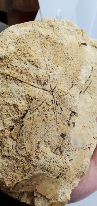 Fossilized Leaves in Travertine | Austria