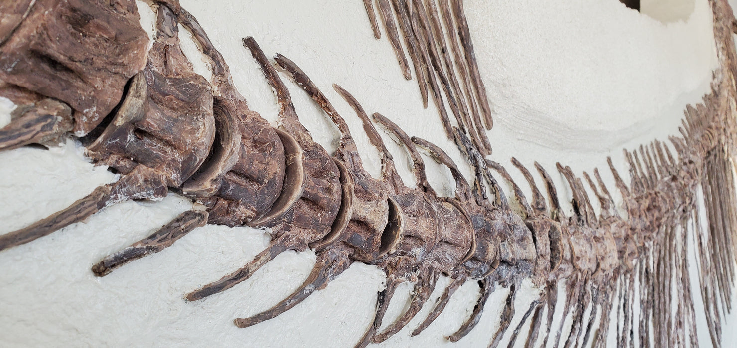 Xiphactinus audax | Monster Cretaceous Fossil Fish | Niobrara Chalk Formation, Kansas