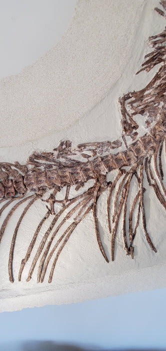 Xiphactinus audax | Monster Cretaceous Fossil Fish | Niobrara Chalk Formation, Kansas