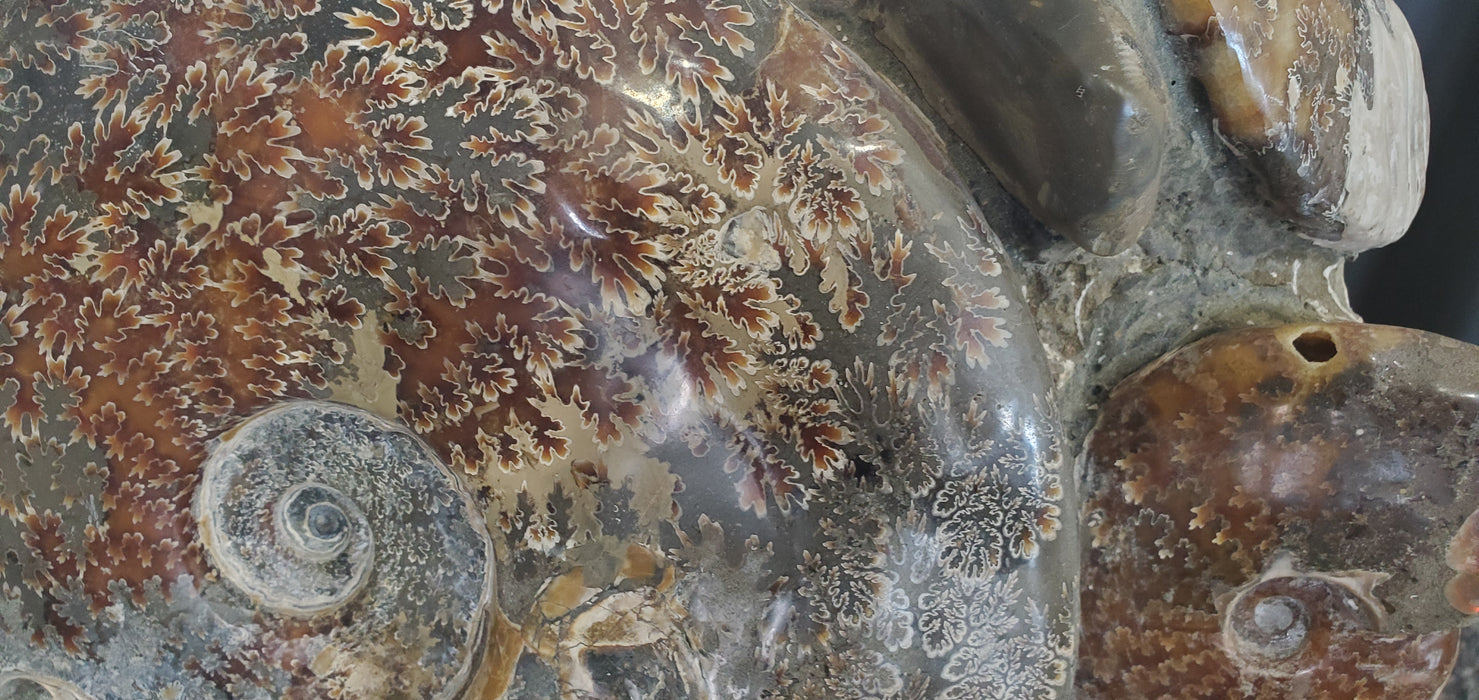 Ammonite Cluster | Madagascar