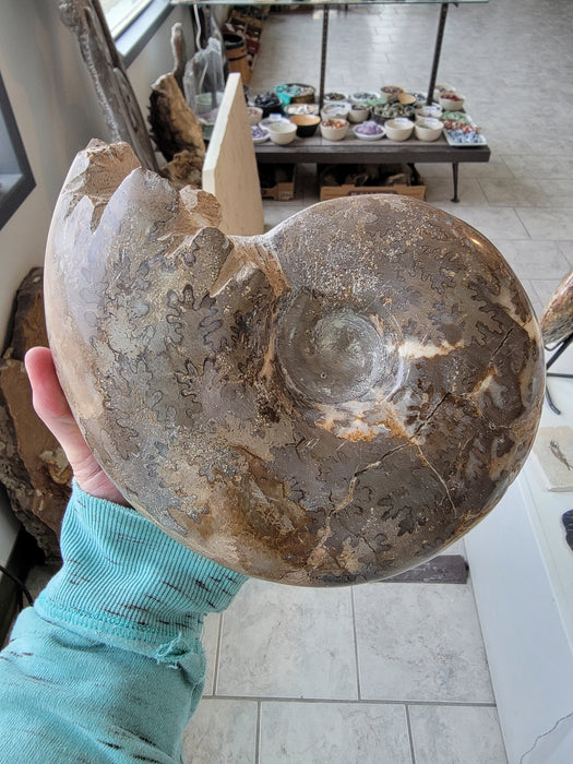 Ammonite Schloenbacchia sp. | Morocco