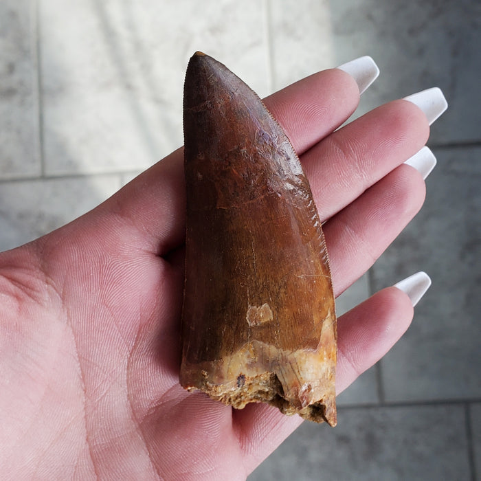 Serrated 3" Carcharodontosaurus Tooth | Late Cretaceous | Kem Kem Beds