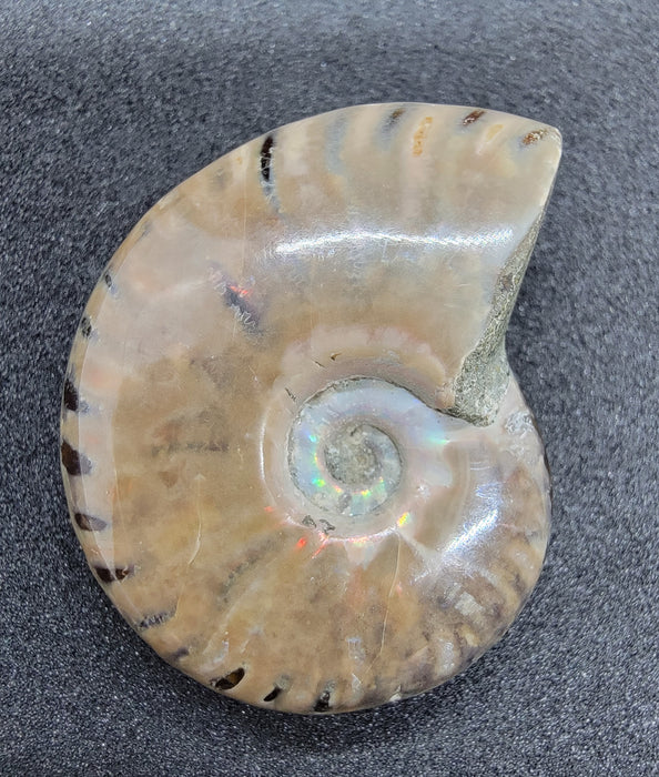 Fire Ammonite