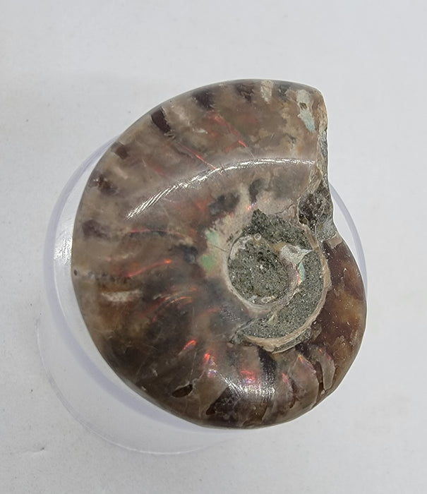 Fire Ammonite