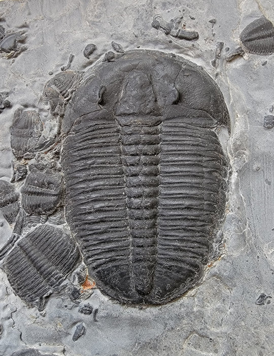 Spectacular Elrathia kingi Trilobites in Matrix | Utah