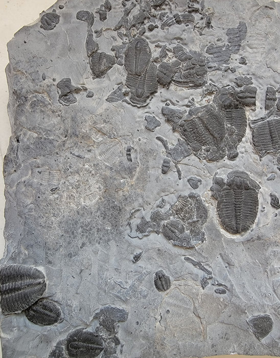 Spectacular Elrathia kingi Trilobites in Matrix | Utah