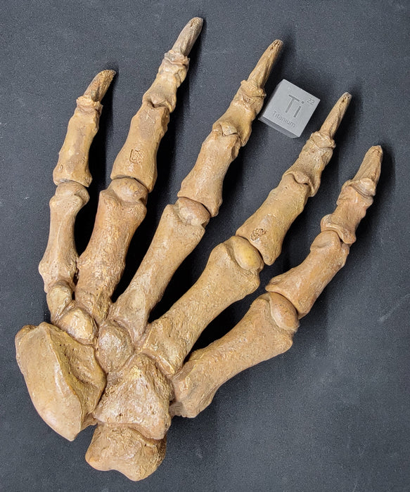 Siberian Cave Bear Paw