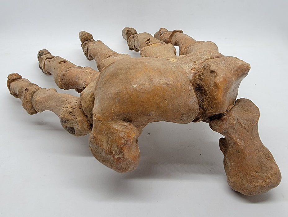 Siberian Cave Bear Paw