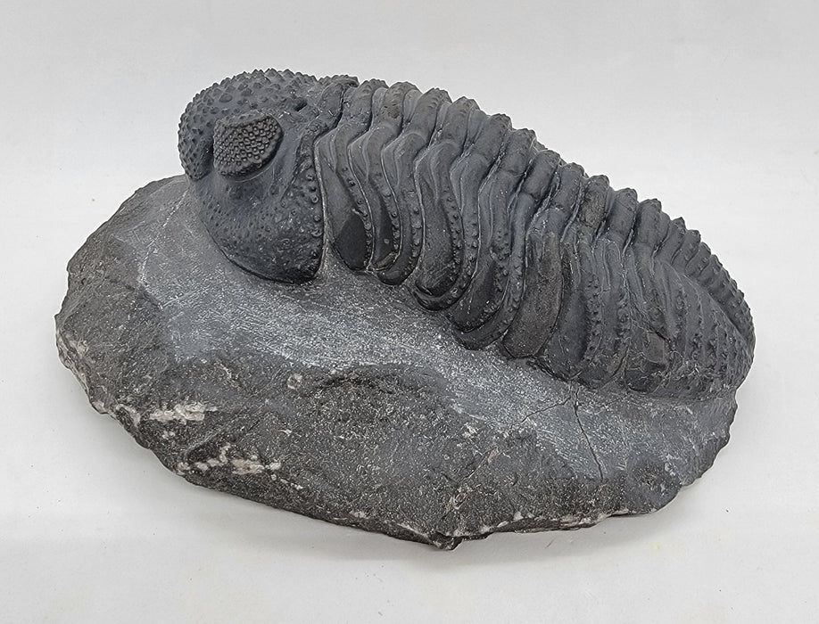Drotops megalomanicus Trilobite