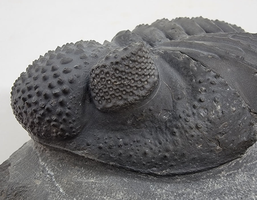 Drotops megalomanicus Trilobite