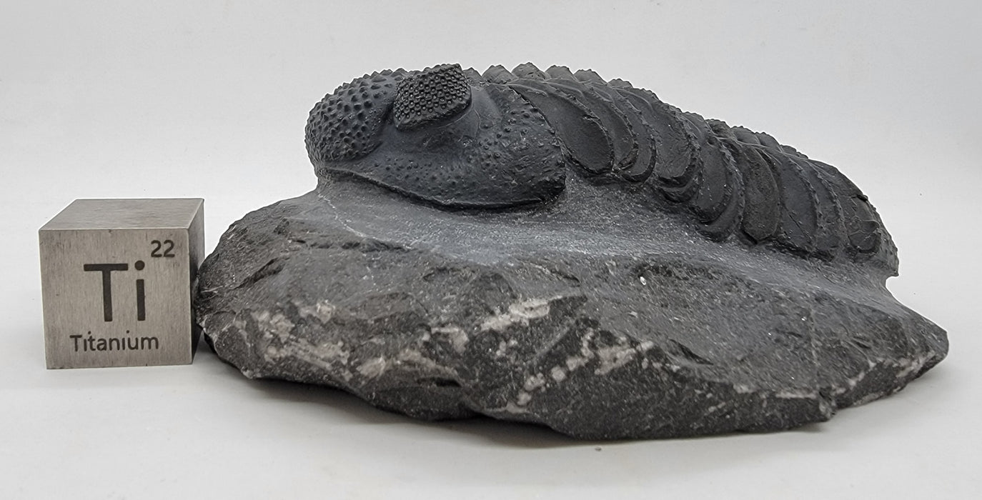 Drotops megalomanicus Trilobite