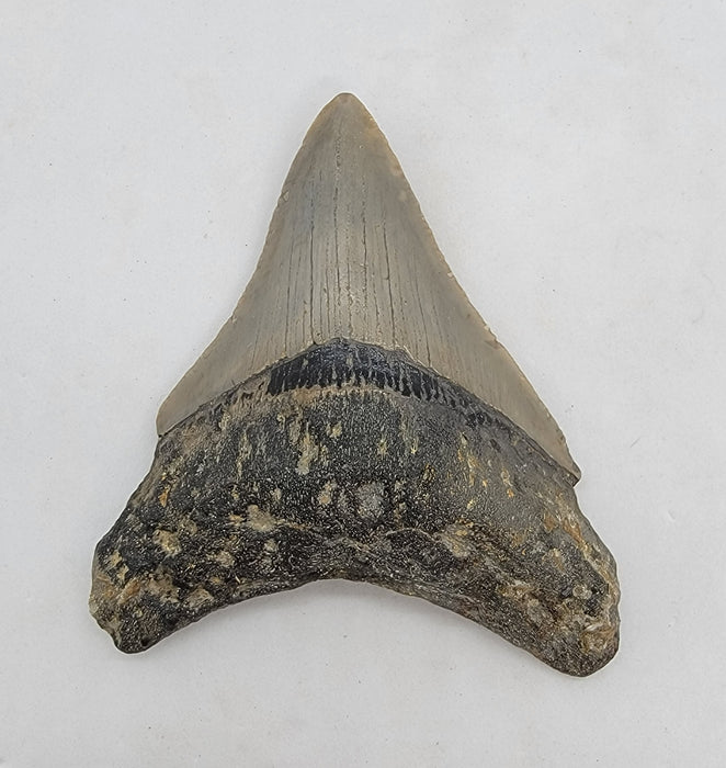 3.5" Megalodon Tooth
