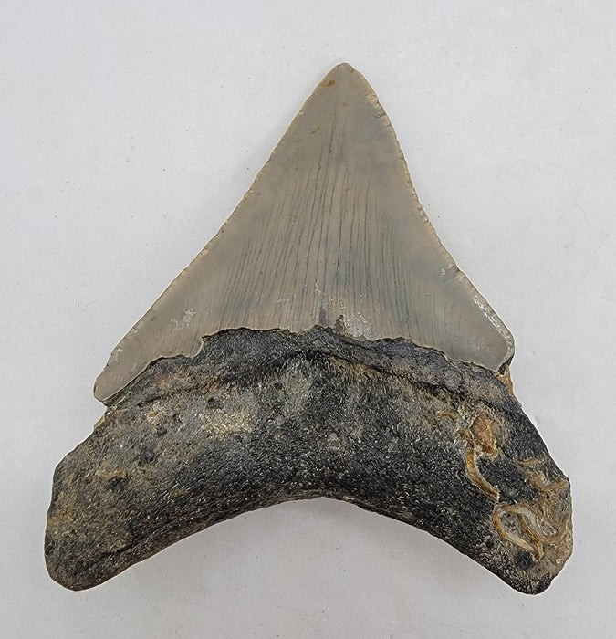 3.5" Megalodon Tooth