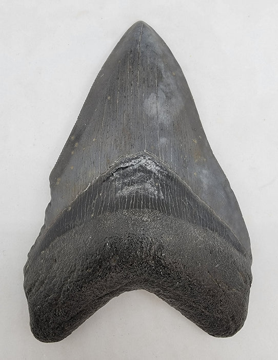 5" Megalodon Tooth | Hawthorn Formation