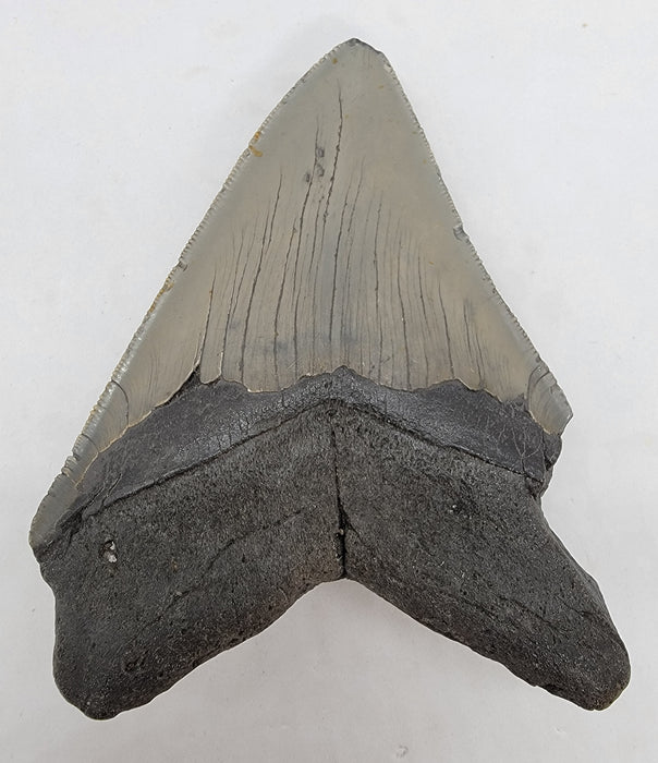 5.25" Megalodon Tooth | Hawthorn Formation