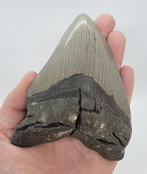 5.25" Megalodon Tooth | Hawthorn Formation