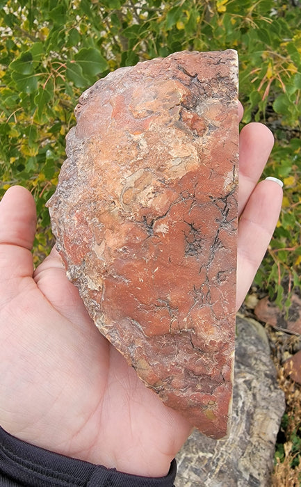 Authentic Dinosaur Coprolite End Slice 💩