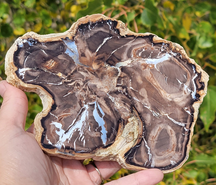 A++ Quality Petrified Wood | Mcdermitt, Oregon