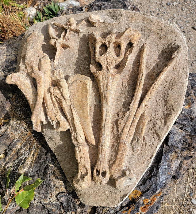 Argochampsa krebsi Fossil Crocodile Skull and Bones | Morocco