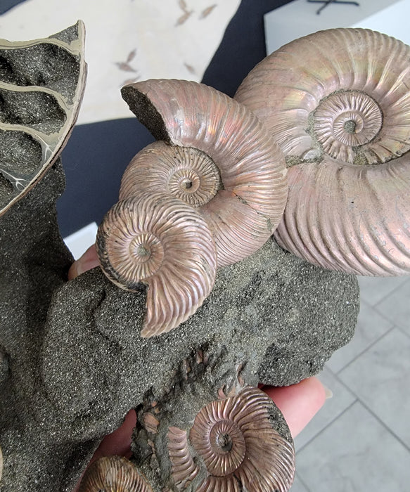 Iridescent Pyritized Ammonite Cluster | Russia