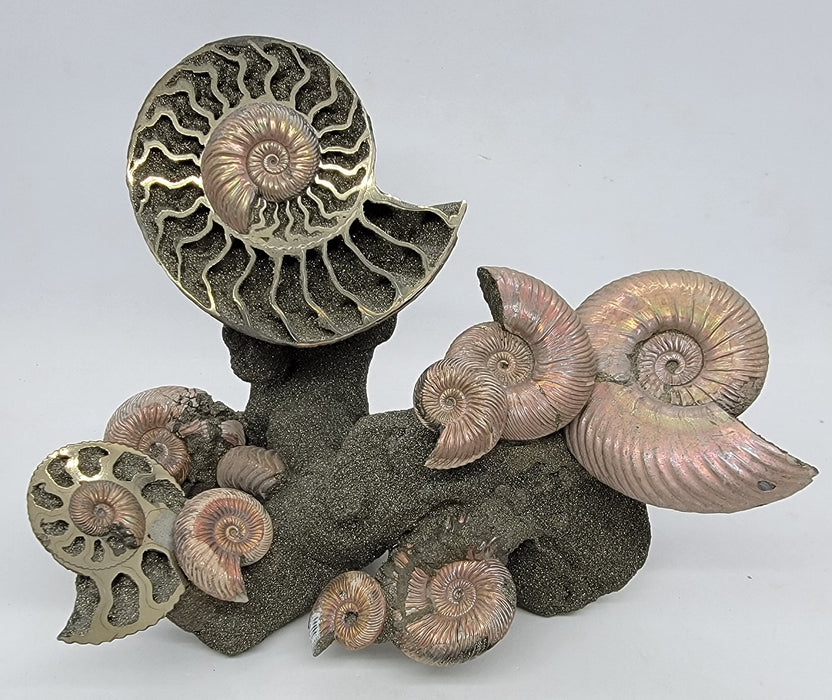 Iridescent Pyritized Ammonite Cluster | Russia