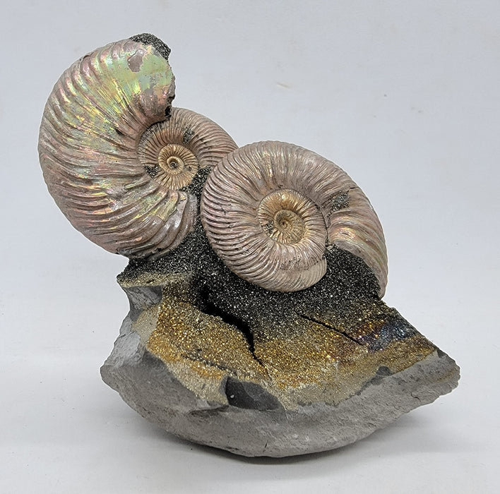 Iridescent Pyritized Ammonites | Russia