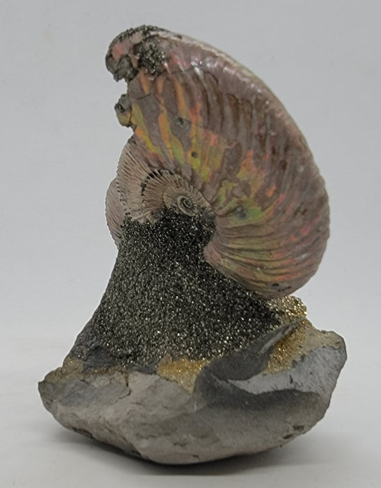 Iridescent Pyritized Ammonites | Russia
