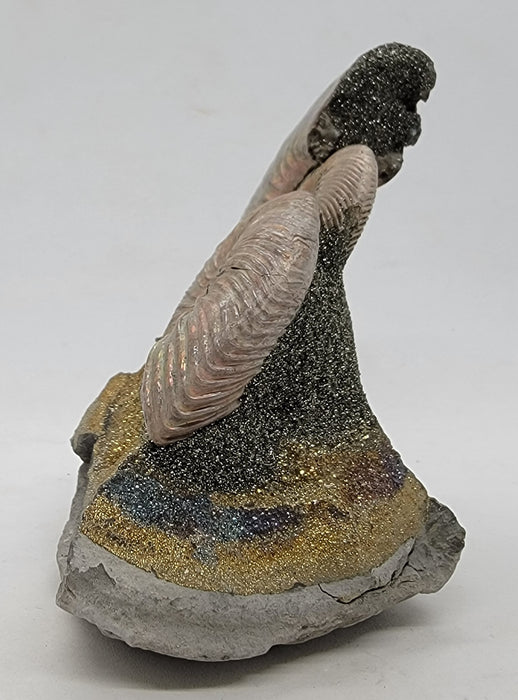 Iridescent Pyritized Ammonites | Russia