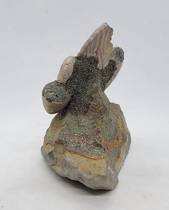 Iridescent Pyritized Ammonites | Russia