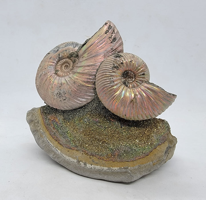 Iridescent Pyritized Ammonites | Russia